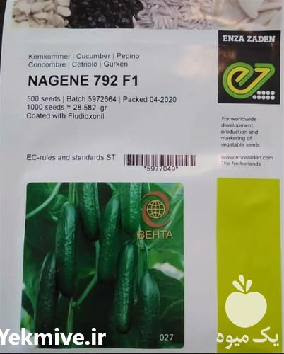 فروش عرضه بذر خیار گلخانه ای ناگین در تهران در گروه خرید فروش بذر - انواع محصول کشاورزی گوجه کتان میوه درخت در یکمیوه -عکس1