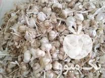 خرید و فروش سیر و سیب زمینی بذری و خوراکی دامی در همدان در گروه خرید فروش عمده سیب زمینی - زودرس دیررس آگریا اسپریت اردبیل همدان در یکمیوه -عکس1