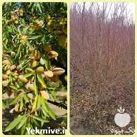 فروش نهال بادام فرانسیس در تهران در گروه خرید فروش نهال - انواع گردو پسته بادام سلطانی انگور در یکمیوه