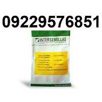 قیمت بذر خیار کاترینا پرفروش اصل فضای باز در کرمان  در گروه خرید فروش عمده گیاهان زینتی - گرمسیری آپارتمانی باغچه آب در یکمیوه