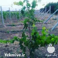 فروش تیرچه باغ انگور در قزوین در گروه خرید فروش لوازم باغبانی - خرید فروش نو دست دوم در یکمیوه