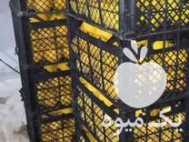 تولید و فروش انواع سبد مرکبات و میوه در گرگان در گروه خرید فروش انواع سبد - میوه پلاستیکی چوبی گل در یکمیوه -عکس1