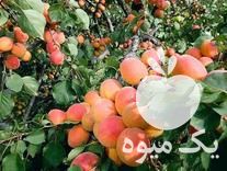 فروش انواع نهالهای مثمر لیبر دار تا پنج ساله در مشهد در گروه خرید فروش نهال - انواع گردو پسته بادام سلطانی انگور در یکمیوه -عکس1