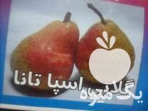 فروش عمده و خرده انواع نهال سیا ریشه در قائم شهر در گروه خرید فروش نهال - انواع گردو پسته بادام سلطانی انگور در یکمیوه -عکس1