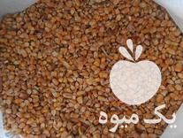 فروش جو و ذرت دامی در تهران در گروه خرید فروش عمده ذرت - بلال مکزیکی علوفه دانه کشاورز در یکمیوه -عکس1
