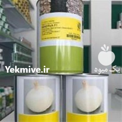 بذر پیاز مینروا _ عرضه و توزیع در یزد در گروه خرید فروش بذر - انواع محصول کشاورزی گوجه کتان میوه درخت در یکمیوه -عکس1