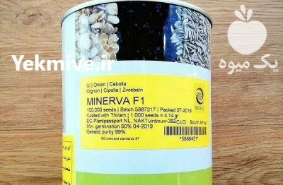 بذر پیاز مینروا _ عرضه و توزیع در یزد در گروه خرید فروش بذر - انواع محصول کشاورزی گوجه کتان میوه درخت در یکمیوه -عکس3