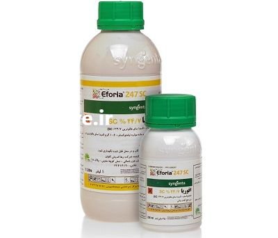 قیمت فروش سم افوریا در رشت در گروه خرید فروش نشا - انواع گوجه برنج کاهو پیاز کاری فرنگی در یکمیوه -عکس2