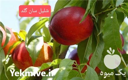 خرید نهال شلیل زودرس در تهران در گروه خرید فروش نهال - انواع گردو پسته بادام سلطانی انگور در یکمیوه -عکس1