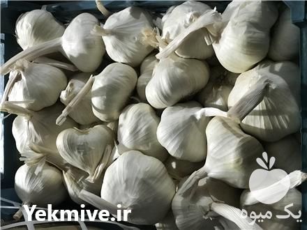 فروش سیر همدان در گروه خرید فروش عمده سیر - تازه خام ترشی خشک صادراتی در یکمیوه -عکس1