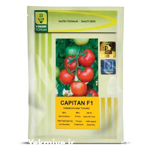 فروش بذر گوجه گلخانه ای کاپیتان در فارس در گروه خرید فروش بذر - انواع محصول کشاورزی گوجه کتان میوه درخت در یکمیوه -عکس1