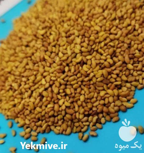 خرید و فروش انواع بذر یونجه در تبریز در آذربایجان شرقی در گروه خرید فروش بذر - انواع محصول کشاورزی گوجه کتان میوه درخت در یکمیوه -عکس1