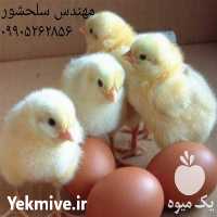 فروش تخم نطفه دار گوشتی در کرمان  در گروه انواع تخم ها - مرغ بوقلمون پرنده عمده کشاورزی در یکمیوه