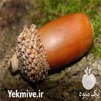 فروش بلوط تازه اعلا در تهران در گروه خرید فروش عمده فندق - میوه تازه خام تیره عمده فروشی در یکمیوه