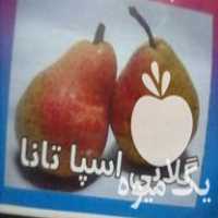 فروش عمده و خرده انواع نهال سیا ریشه در قائم شهر در گروه خرید فروش نهال - انواع گردو پسته بادام سلطانی انگور در یکمیوه