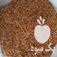 فروش جو و ذرت دامی در تهران در گروه خرید فروش عمده ذرت - بلال مکزیکی علوفه دانه کشاورز در یکمیوه