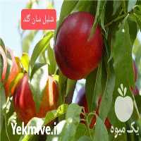 خرید نهال شلیل زودرس در تهران در گروه خرید فروش نهال - انواع گردو پسته بادام سلطانی انگور در یکمیوه