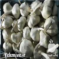 فروش سیر همدان در گروه خرید فروش عمده سیر - تازه خام ترشی خشک صادراتی در یکمیوه