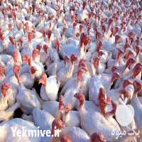 فروش جوجه بوقلمون بیوتی و برنز انگلیسی در اصفهان در گروه انواع تخم ها - مرغ بوقلمون پرنده عمده کشاورزی در یکمیوه