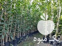 فروش نهال مرکبات در ساری در گروه خرید فروش نهال - انواع گردو پسته بادام سلطانی انگور در یکمیوه -عکس1