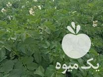 فروش سیب زمینی بذری در جیرفت در گروه خرید فروش عمده سیب زمینی - زودرس دیررس آگریا اسپریت اردبیل همدان در یکمیوه -عکس1