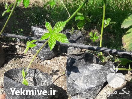فروش نهال تمشک اصلاح شده در شاهرود در گروه خرید فروش نهال - انواع گردو پسته بادام سلطانی انگور در یکمیوه -عکس1