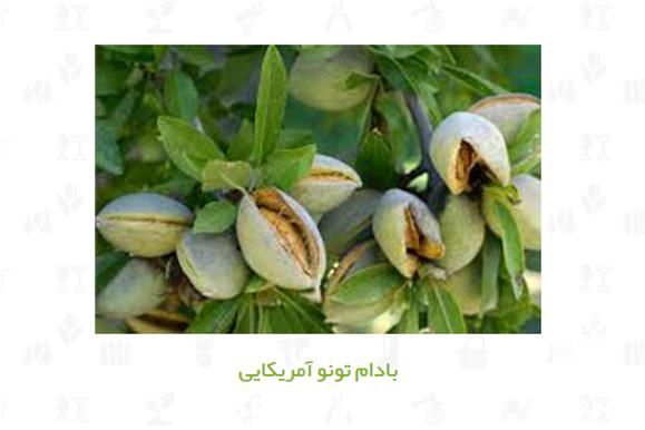 خرید و فروش انواع نهال بادام در تهران در گروه خرید فروش نهال - انواع گردو پسته بادام سلطانی انگور در یکمیوه -عکس1