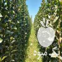 فروش انواع نهال های لیبر دار در مشهد در گروه خرید فروش نهال - انواع گردو پسته بادام سلطانی انگور در یکمیوه