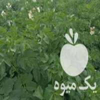 فروش سیب زمینی بذری در جیرفت در گروه خرید فروش عمده سیب زمینی - زودرس دیررس آگریا اسپریت اردبیل همدان در یکمیوه