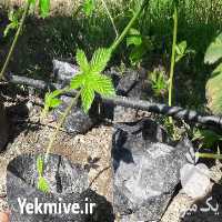 فروش نهال تمشک اصلاح شده در شاهرود در گروه خرید فروش نهال - انواع گردو پسته بادام سلطانی انگور در یکمیوه