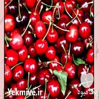 فروش عمده نهال آلبالو و گیلاس در شاهرود در گروه خرید فروش نهال - انواع گردو پسته بادام سلطانی انگور در یکمیوه