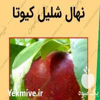 فروش نهال شلیل کیوتا در شاهرود در گروه خرید فروش نهال - انواع گردو پسته بادام سلطانی انگور در یکمیوه