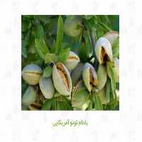 خرید و فروش انواع نهال بادام در تهران در گروه خرید فروش نهال - انواع گردو پسته بادام سلطانی انگور در یکمیوه