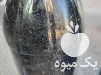 فروش بذر پیاز محلی در نکا در گروه خرید فروش عمده پیاز - قرمز سفید زرد ترشی تازه انباری در یکمیوه -عکس1