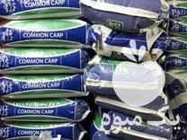 فروش خوراک اکسترود و پلت برای ماهی قرمز در رشت در گروه خوراک شیلات و آبزیان - ماهی گیلان خوزستان چابهار بوشهر در یکمیوه -عکس1