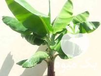 فروش نهال گل زینتی درختچه آپارتمانی در ساری در گروه خرید فروش نهال - انواع گردو پسته بادام سلطانی انگور در یکمیوه -عکس1