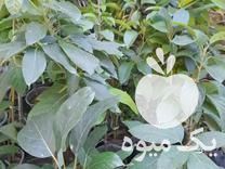 فروش نهال پیوندی آووکادو انواع نهال در آمل در گروه خرید فروش نهال - انواع گردو پسته بادام سلطانی انگور در یکمیوه -عکس1