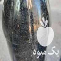 فروش بذر پیاز محلی در نکا در گروه خرید فروش عمده پیاز - قرمز سفید زرد ترشی تازه انباری در یکمیوه