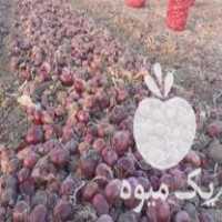 فروش بذر پیاز قرمز بناب شرکتی در تبریز در گروه خرید فروش عمده پیاز - قرمز سفید زرد ترشی تازه انباری در یکمیوه
