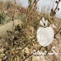 فروش نهال عمده در اصفهان در گروه خرید فروش نهال - انواع گردو پسته بادام سلطانی انگور در یکمیوه