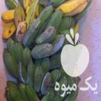 فروش نهال موز پر محصول برزیلی در قائم شهر در گروه خرید فروش نهال - انواع گردو پسته بادام سلطانی انگور در یکمیوه