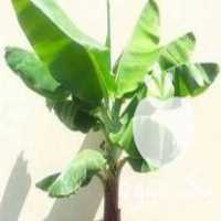 فروش نهال گل زینتی درختچه آپارتمانی در ساری در گروه خرید فروش نهال - انواع گردو پسته بادام سلطانی انگور در یکمیوه