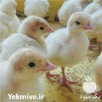 آگهی مشابه فروش قیمت جوجه یکروزه بوقلمون در تهران در گروه مرغ و خروس و بوقلمون و اردک قو قاز در یکمیوه