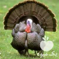 فروش جوجه بوقلمون در ارومیه در گروه مرغ و خروس و بوقلمون و اردک قو قاز در یکمیوه