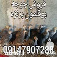فروش جوجه بوقلمون برنزه در ارومیه در گروه مرغ و خروس و بوقلمون و اردک قو قاز در یکمیوه