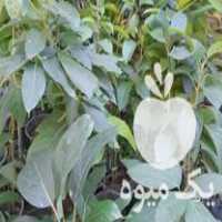 فروش نهال پیوندی آووکادو انواع نهال در آمل در گروه خرید فروش نهال - انواع گردو پسته بادام سلطانی انگور در یکمیوه