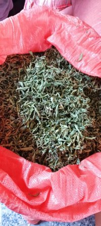 فروش عمده گیاهان دارویی در یاسوج در گروه خرید فروش عمده گیاهان دارویی - معطر خشک خواص دار در یکمیوه