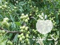 فروش نهال گردو در خوی در گروه خرید فروش نهال - انواع گردو پسته بادام سلطانی انگور در یکمیوه -عکس1