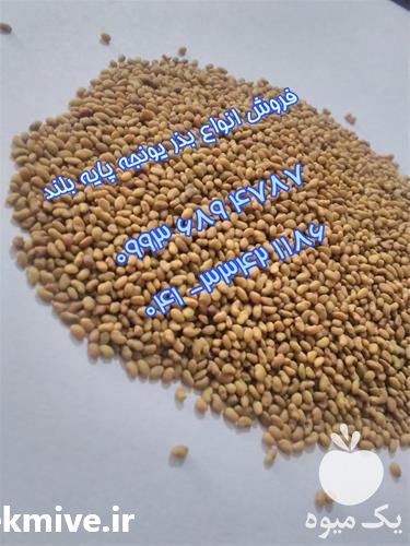 فروش قیمت بذر یونجه قره یونجه در آذربایجان غربی در گروه خرید فروش بذر - انواع محصول کشاورزی گوجه کتان میوه درخت در یکمیوه -عکس1