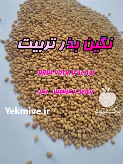 فروش بذر یونجه و علوفه پایه بلند در شیراز در گروه خرید فروش بذر - انواع محصول کشاورزی گوجه کتان میوه درخت در یکمیوه -عکس1